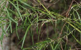 Image result for Asparagus falcatus