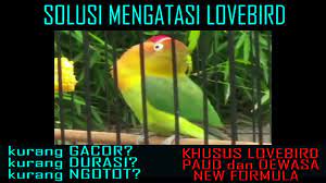 Semoga master lovebird betina konslet bisa bermanfaat untuk burung jagoan sahabat kicau mania. Dopinglovebirdkonslet