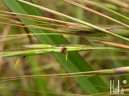 Image result for Exotheca