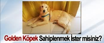 Golden Kopek Sahiplenmek Ister Misiniz