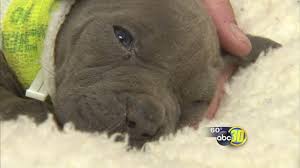 There is a search tool that you can use to find a pitbull dog dog rescue. 1 Pitbull Puppy Survives After Litter Abandoned In Madera County Abc7 Chicago