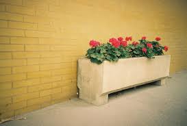 Image result for foto muškáty