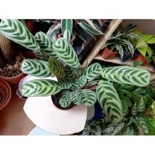 Image result for Ktenante Ctenanthe