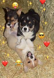 Corgi puppies gooddog, los angeles. Pembroke Welsh Corgi Puppies For Sale Menomonie Wi 215293