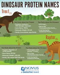 Велоцира́птор — род хищных двуногих динозавров из семейства дромеозаврид, подсемейства велоцирапторин. Dinosaur Protein Names Infographic Novus Biologicals