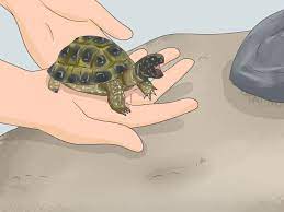 Gather slated wood shelves and attach them together in a rectangular shape. 3 Ways To Make A Habitat For Hermann S Tortoises Wikihow