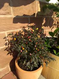 The bolivian rainbow chilli is from bolivia. Pepper Update You Where Right Bolivian Rainbow It Is Hotpeppers