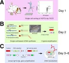 Flowchart Summarizing The Generation Of Antigen Specific