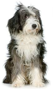 pin by barbara rathmanner on catalan hunde bearded collie dog breeds collie puppies