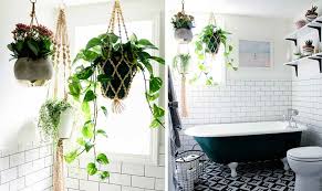 Vendita di piante da interno. Piante Da Appartamento Perfette Anche In Bagno Casafacile