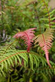 Image result for Aspleniaceae