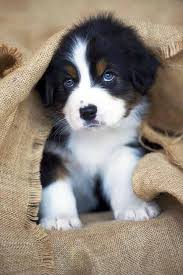Pin Op Animaux