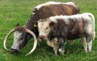 Breeds English Longhorn The Cattle Site