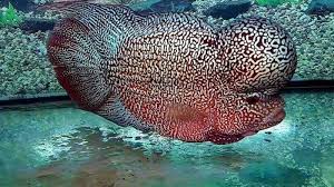 Ikan louhan cencu merupakan salah satu jenis ikan louhan yang banyak digemari selain jenis ikan louhan kamfa. Perhimpunan Pecinta Louhan Indonesia Gelar Liga Louhan Indonesia 2019 Di Season City Mall Warta Kota