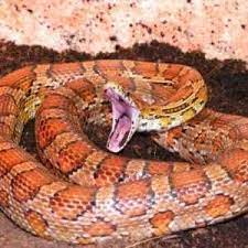 Articulos Informativos Curiosidades Curiosfera Com Serpiente Del Maiz Vibora De Cascabel Serpientes