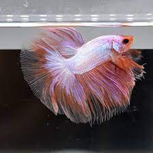 They are small and colorful fish with striking personalities. Live Betta Fish Bright Pink Pastel Premium Grade Rare Find Color Male Betta Fish Betta Find Color
