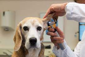 Maybe you would like to learn more about one of these? How Long To Become A Vet Tech Careers In Healthcare