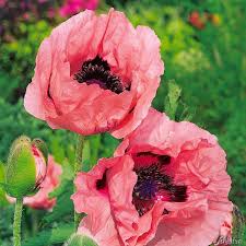 Um ihnen ein paar anhaltspunkte zu geben, worauf zu achten ist und wann der richtige zeitpunkt wäre, neuen rasen säen zu können, darauf soll der folgende. Mohn Pflanzen Pflegen Und Ernten Mein Schoner Garten
