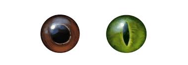 Snake Eye Colors Animal Drawings Snake Art Snake Drawing