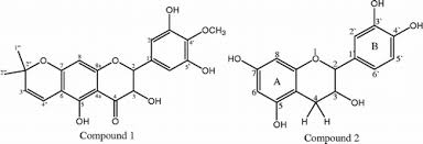 Image result for Commiphora pedunculata