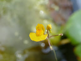 Image result for Utricularia reflexa