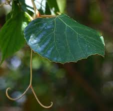 Image result for Rhoicissus digitata