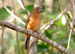 Image result for Calostephane angolensis