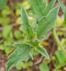 Image result for Triumfetta tenuipedunculata