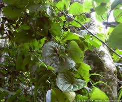 Image result for Dioscoreaceae