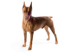 The customs administration is involved in monitoring the import of these breeds of dog. German Pinscher Dog Breed Information