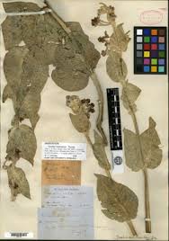 Image result for Acokanthera laevigata