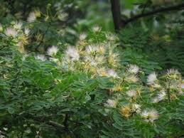 Image result for Albizia grandibracteata