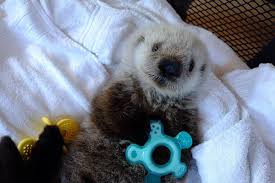 Maybe you would like to learn more about one of these? Watch Rescued Sea Otter Pup Named Hardy Chilliwack Progress