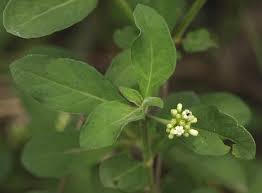 Image result for Psychotria kirkii