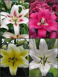 We did not find results for: Tree Like Lily Collection Pack Of 12 Bulbs From The Gold Medal Winning Harts Nursery