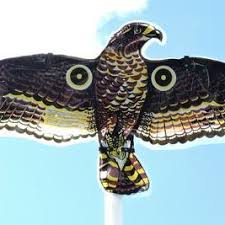 We are licensed to provide pest bird management services to commercial and industrial premises in nsw. Pdf Biomimetic Design For Pest Bird Control Uavs A Survey