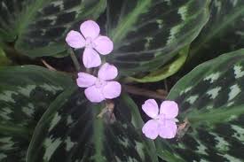 Image result for Siphonochilus kilimanensis