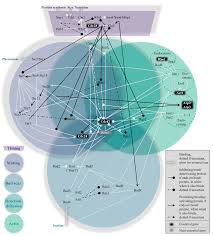 Image result for network yeast