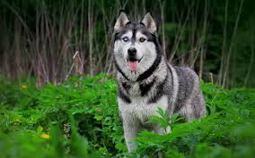 We have a massive amount of hd images that will make your computer or smartphone look. Husky Siberiano Wallpaper Hd 1619x1080 Wallpaper Teahub Io