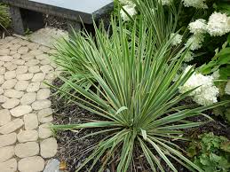 Yucca Bright Edge Is The Quintessential Maintenance Free Plant Outdoor Gardens Plants Free Plants