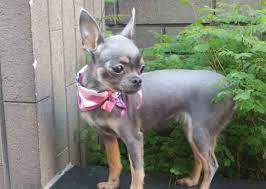 What results when you mix a long and short hair therefore i have cattle dogs, blue heelers, border collies, german shepherds and other mixed these they sell at a premium price, because they are more apt to be show quality chihuahuas. Is The Blue Chihuahua Worth The Higher Price Tag