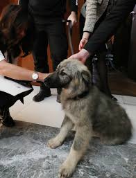 Putin once dissed dubya's dog barney because he was too small my dog is bigger, faster and its not just dogs, putin in general loves animals. He S Cute Serbian President Gifts Putin Fierce And Loyal Balkan Sheepdog Rt World News