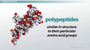 A polypeptide is a long unbranched chain made out of amino acids; Polypeptide Definition Formation Structure Biology Class 2021 Video Study Com