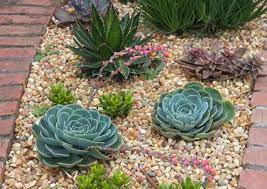 If your cactus is about to kick the bucket, here's how to bring it back to life without too much effort on your part. Landscaping Garden Design With Succulents Lovetoknow