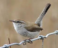Birds Of East Texas Photos Geddie S East Texas Birds A Pictorial Reference Wren Bird Pictures Bird
