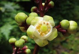 Image result for Meliaceae