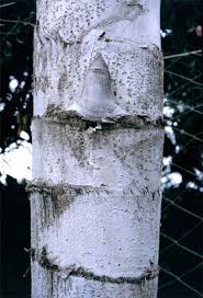 Image result for Caryota urens