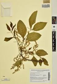 Image result for Lannea welwitschii