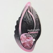 Qui aime les tiges presque noires? Bol Com Hydrangea Macrophylla Blacksteel Flamingo Hortensia Special Hoogte 40 50cm