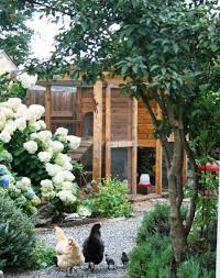 Urban Backyard Chickens Free Range Chickens Garden Chicken Garden Free Range Chickens